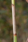 Tall horned beaksedge